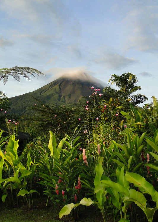 Why is Costa Rican coffee considered the best in the world ?